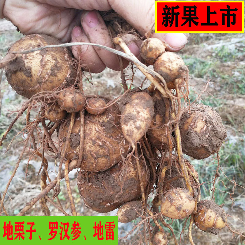 香芋香地山东罗汉5斤小果地雷栗参珍珠金丝罗汉果