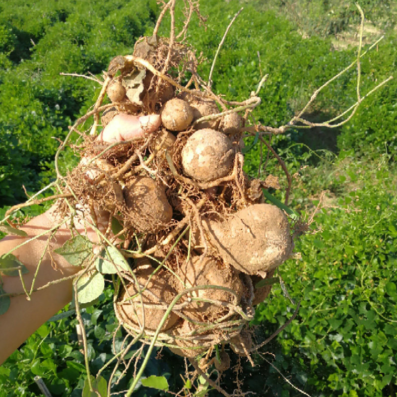 香芋香地山东罗汉5斤小果地雷栗参珍珠金丝罗汉果