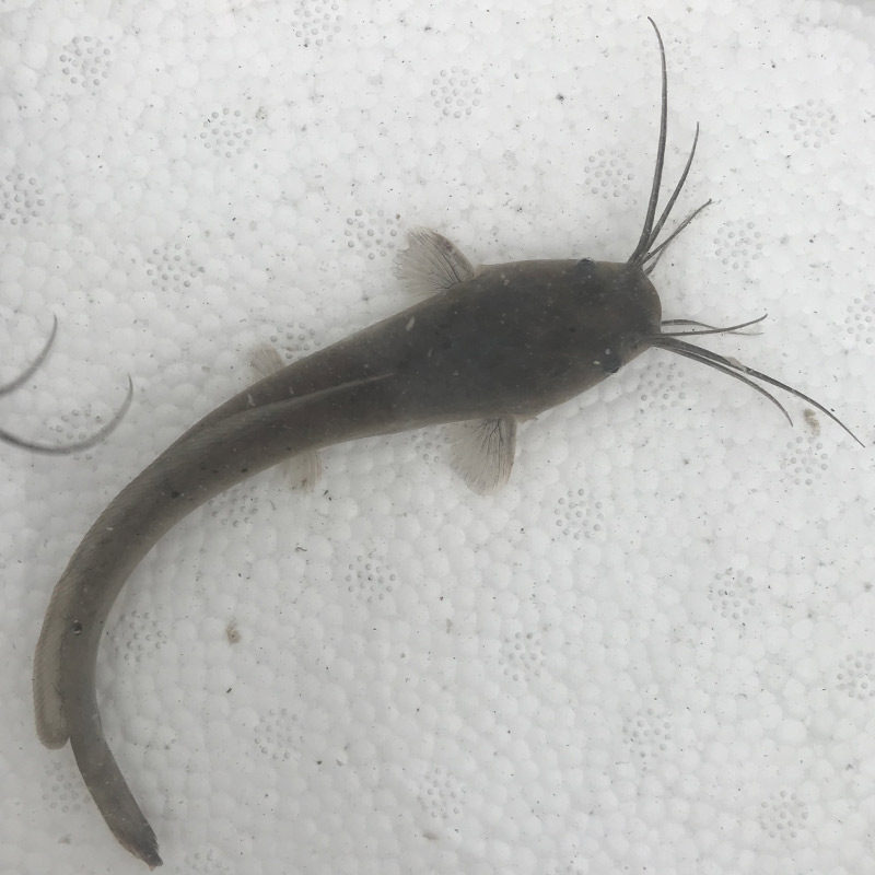 鲶鱼埃及胡子本地好养大型革胡子鱼淡水水土鱼