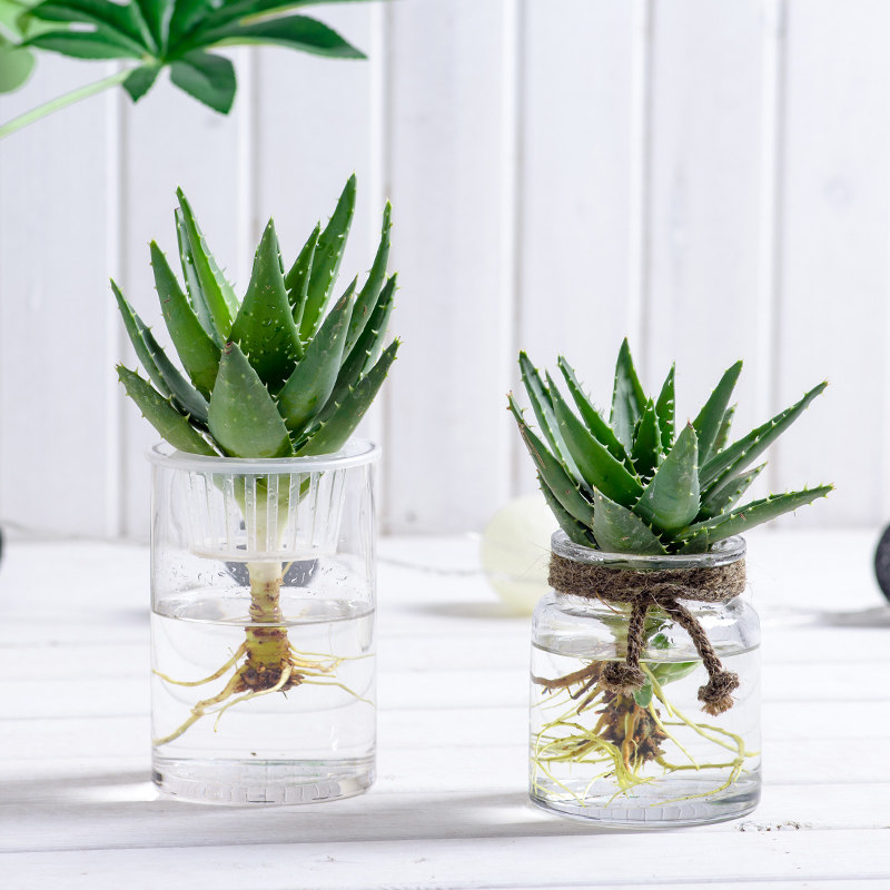 芦荟盆栽去甲醛水培植物玻璃瓶新房室内家用四季水养绿植净化空气
