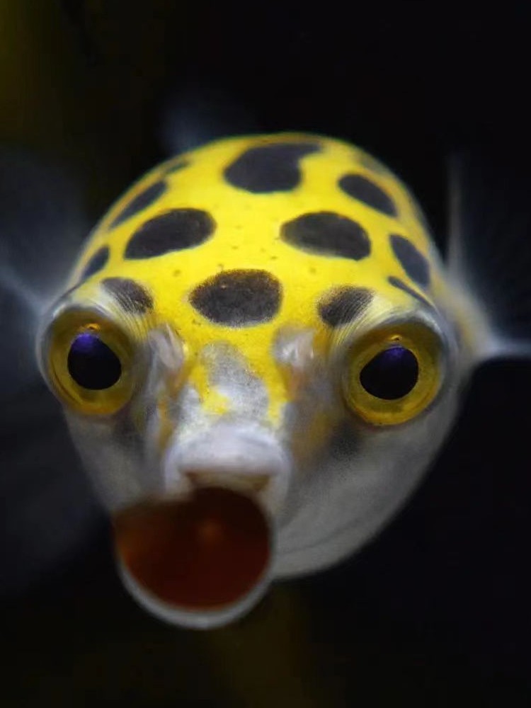 河豚潜水艇鱼会生气巧克力金娃娃热带观赏鱼狗头小型鱼