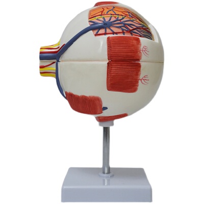 人体眼球解剖医学仪眼结构教具初中眼眶可拆卸器官其他模型玩具