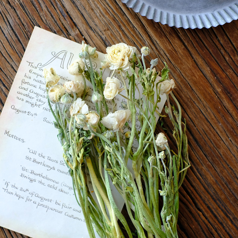 洋桔梗干花真花民宿插花材料软装情人礼物手工干花