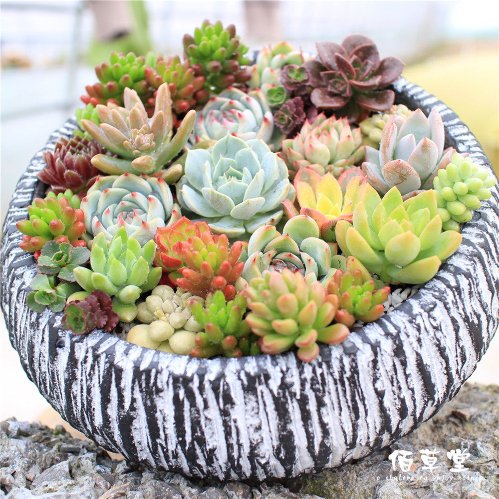 多肉组合盆栽含盆套餐绿植创意520节生日情人节多肉植物