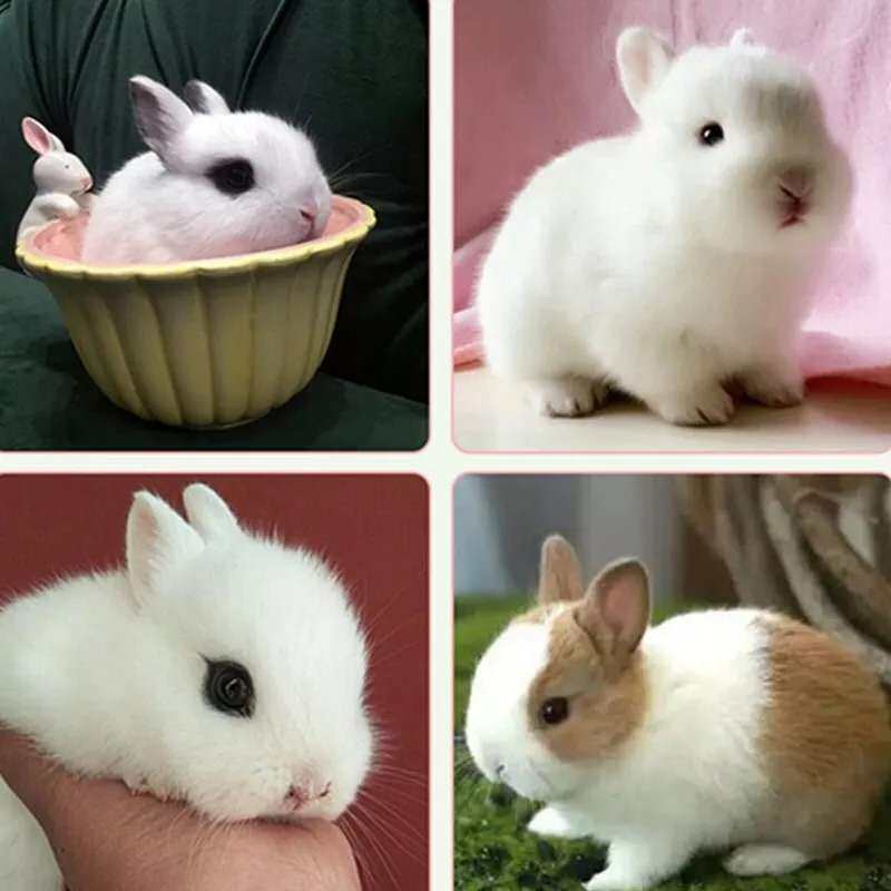 网红不大宠物活物小型好养宿舍道奇侏儒兔子兔