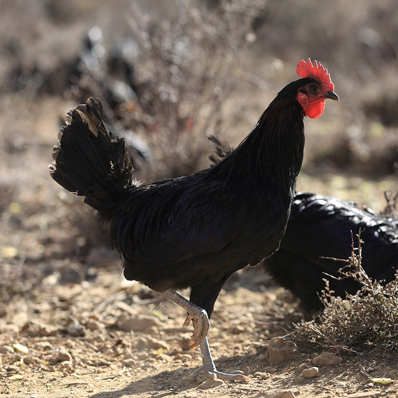 柴鸡的饲养技术和管理要点