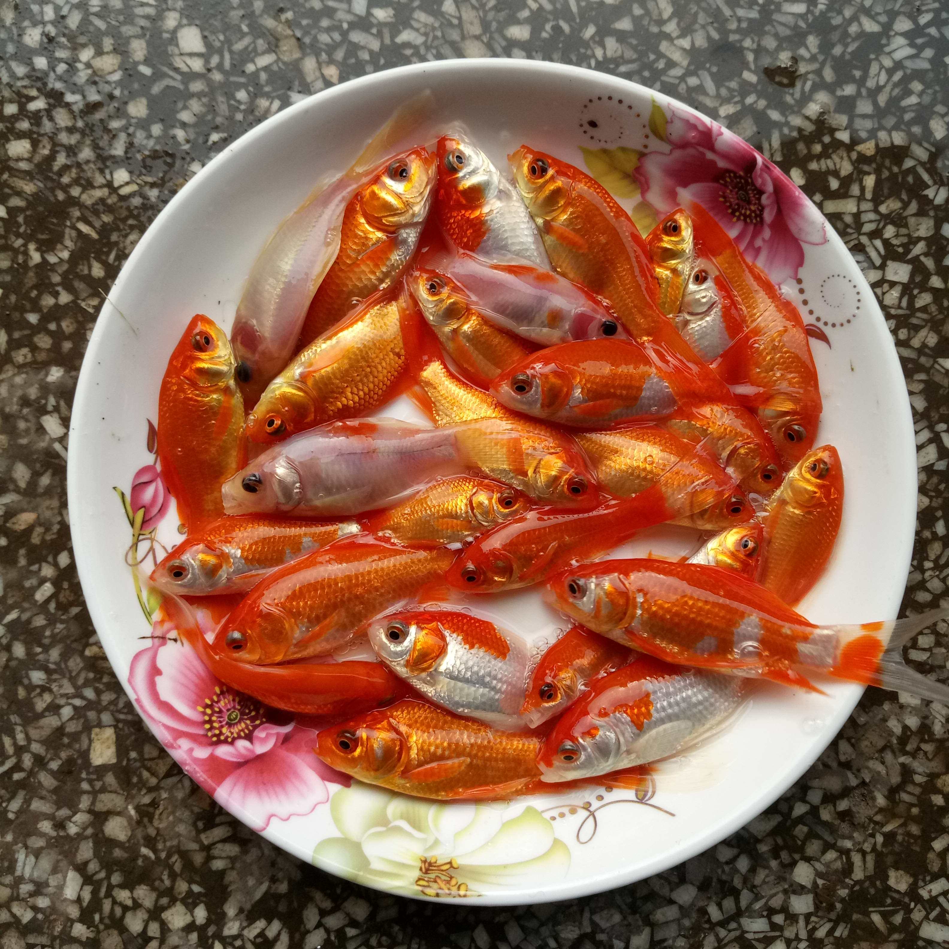 活体锦鲫锦鲤金鱼冷水鱼观赏鱼活鱼饲料鱼苗红草鱼