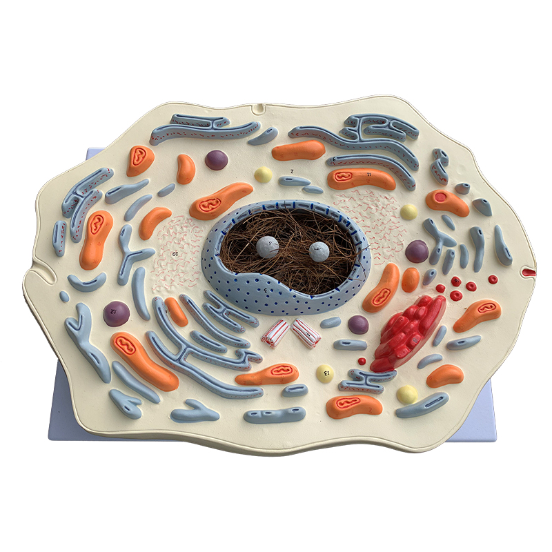 动植物细胞模型高等图片