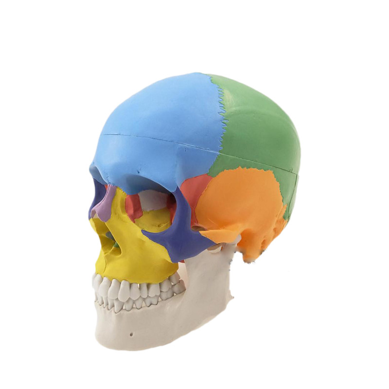 头颅骨头骨教学仿真颅骨模型骷髅头模型功能分区彩色头颅着色头骨
