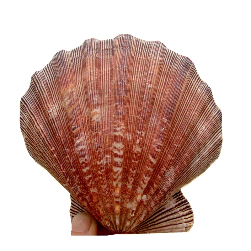 贝壳狮爪贝天然超大贝壳家家居家居装饰装饰品扇贝摄影海螺