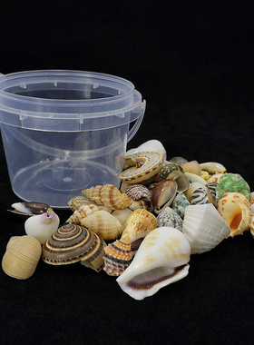 2限时月销 24淘宝店山东 日照去看看小海螺大世界天然海螺贝壳芋螺