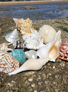 超大海螺贝壳摆件背景墙原生标本