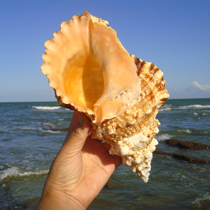 天然大海海螺贝壳海星鱼缸造景大法螺号号角海螺