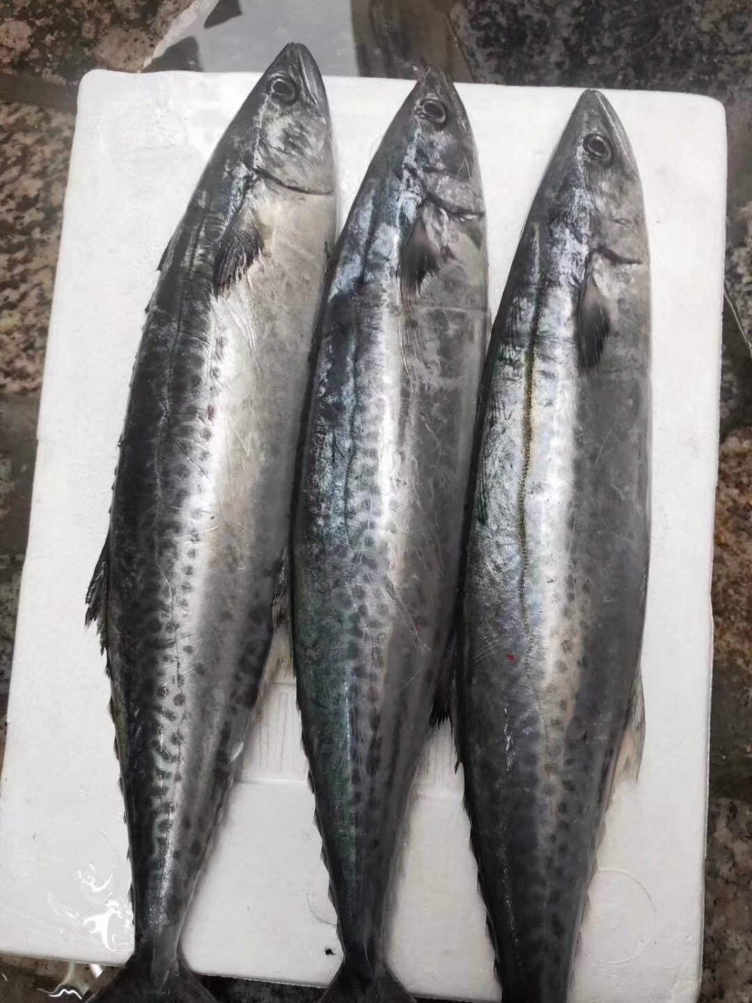 鲅鱼冷冻10斤马鲛鱼新鲜活鲜活水产国产大鲅整条马鲛鱼