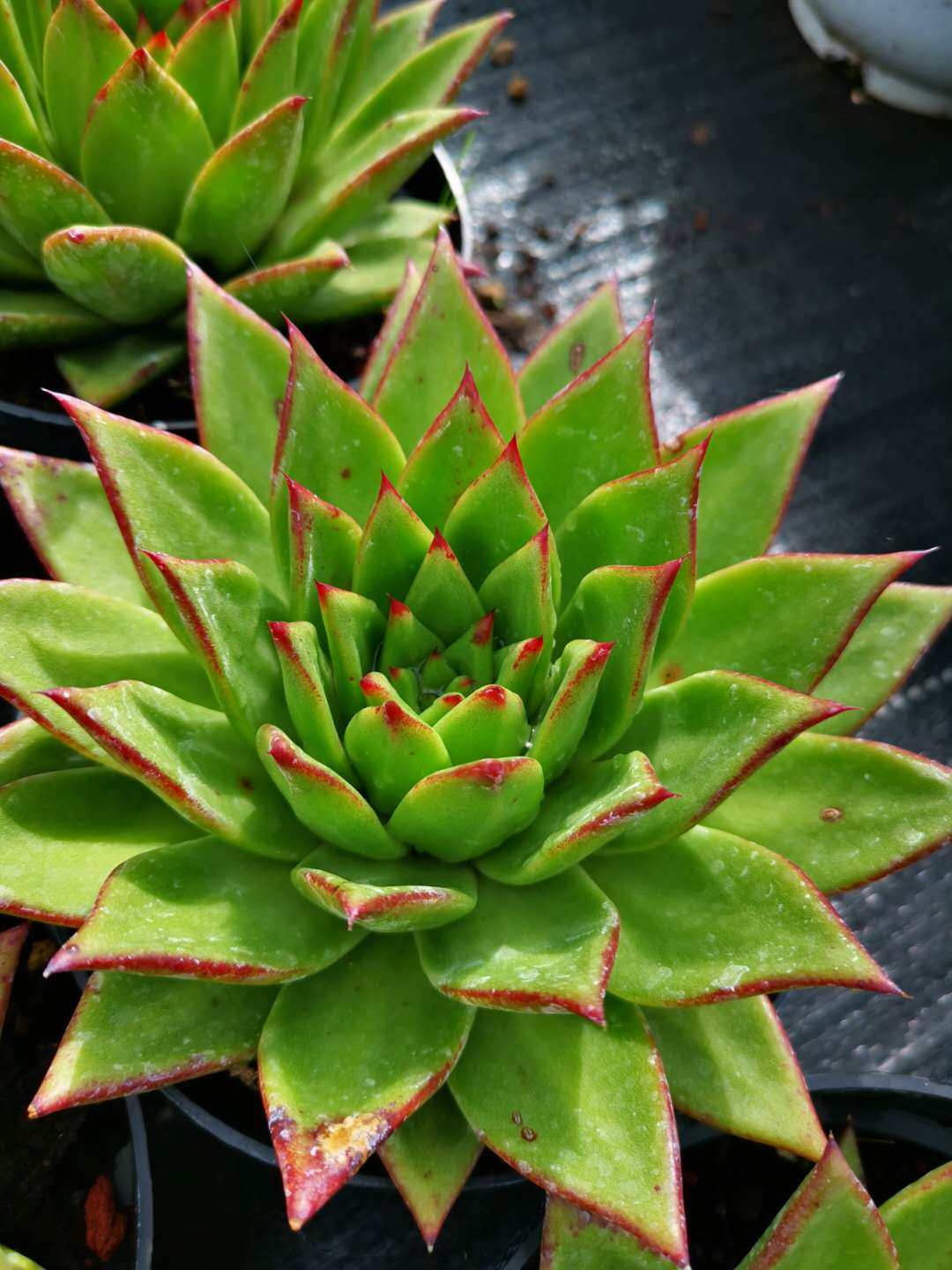 口红15cm多肉植物多肉植物