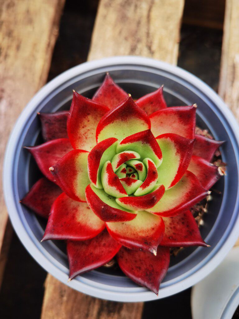 骑士9cm多肉植物多肉植物
