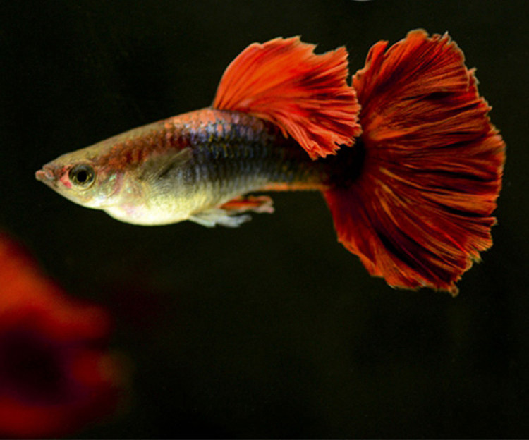 孔雀凤尾鱼火炬象牙白黄礼服天空蓝孔雀活体公母鱼