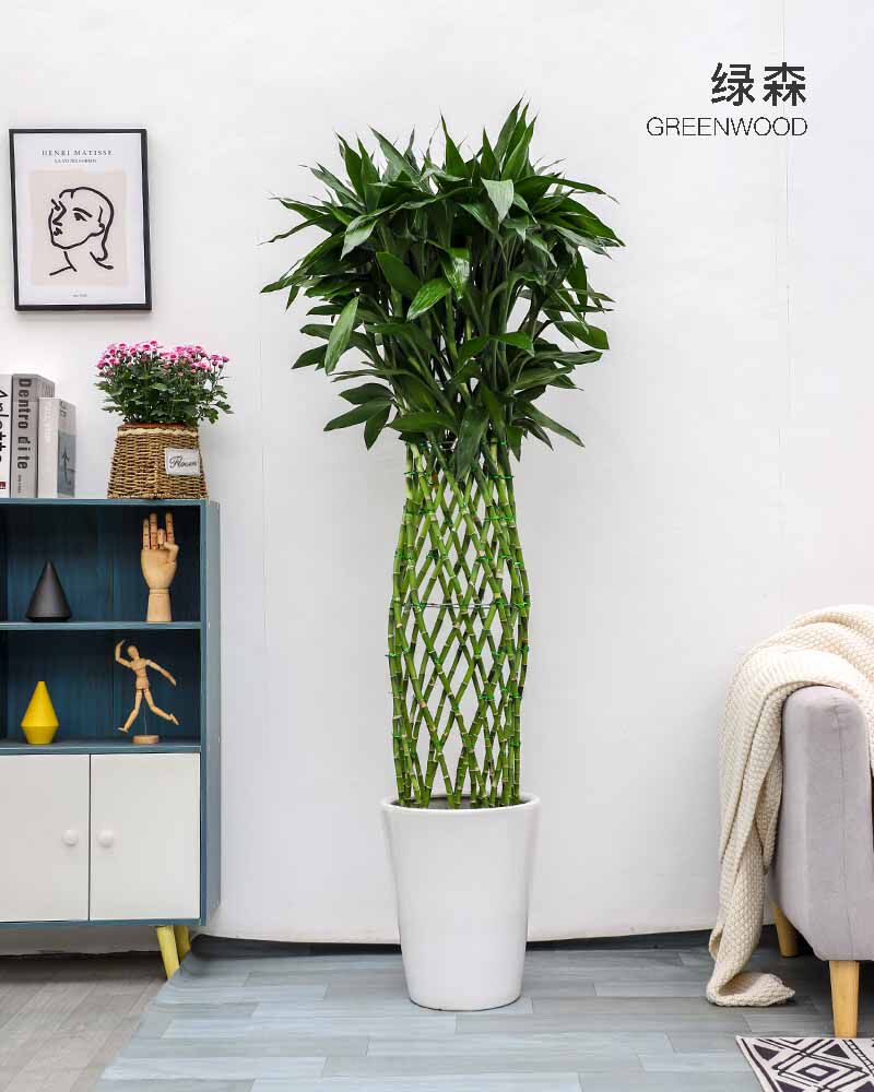 杭州绿森富贵富贵竹竹笼大型绿植转运办公室客厅大型绿植