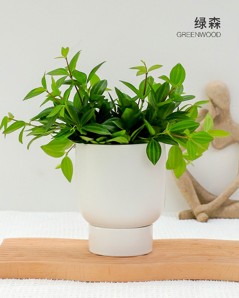 绿森钻石翡翠盆栽室内白脉椒桌面创意绿植绿宝石绿植