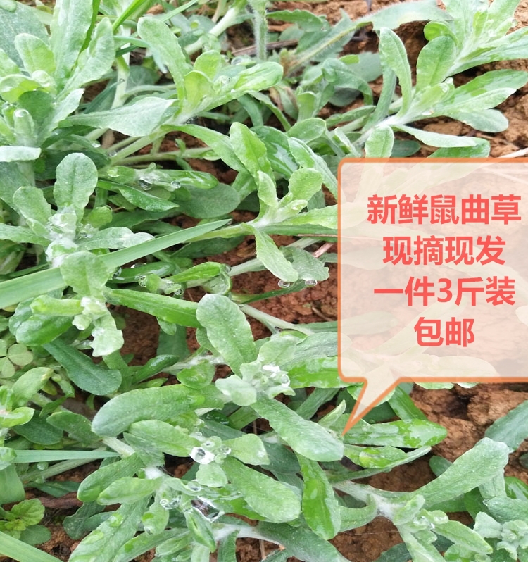 鼠曲草新鲜青团艾草棉清明菜软切草田艾叶嫩野生清明果佛耳草3斤