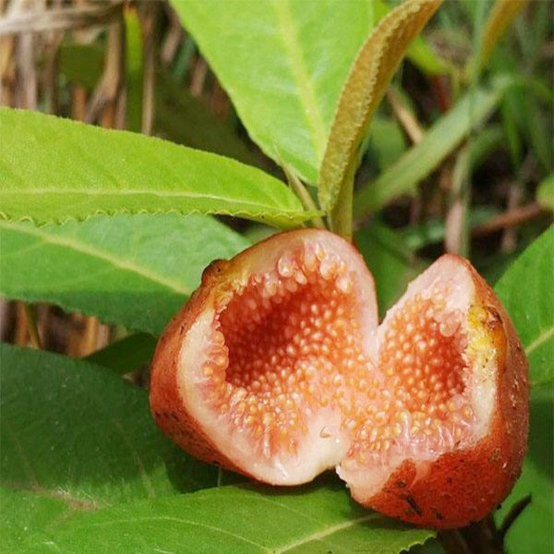 野外地石榴地枇杷野地瓜苗地果地瓜藤地胆紫过山龙种植药材 5株苗