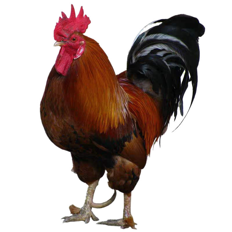 土鸡农村散养三年年老公鸡种鸡笨鸡孕妇下奶整鸡