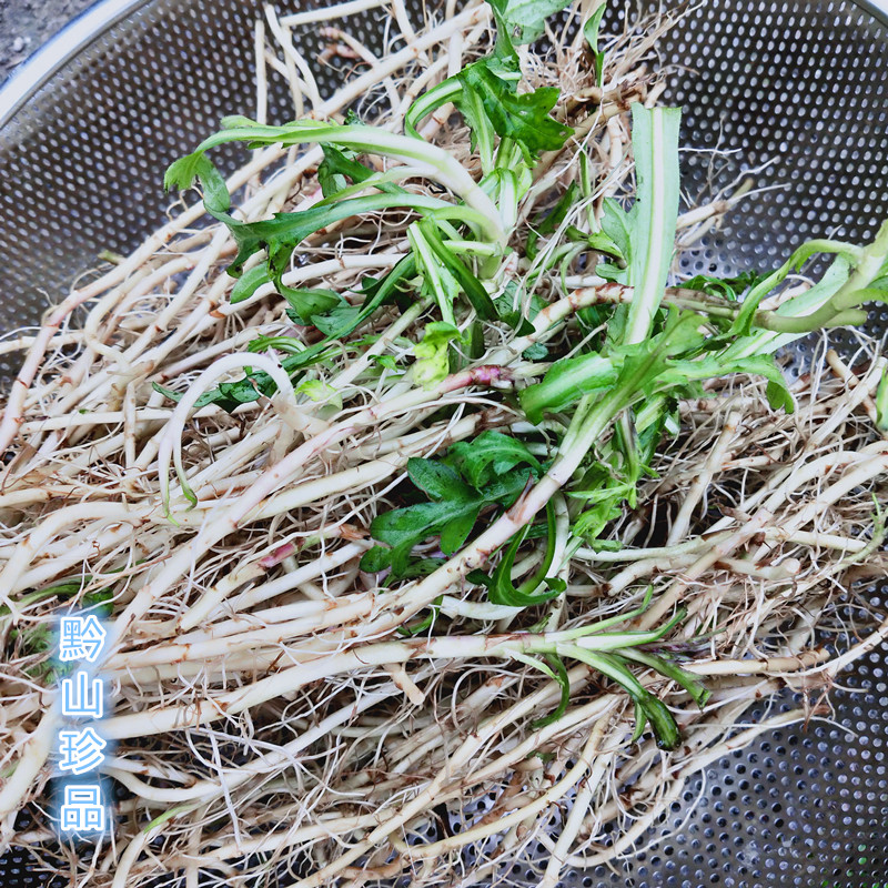 马兰贵州草药田边菊鱼鳅串马郎头红梗菊根绿植