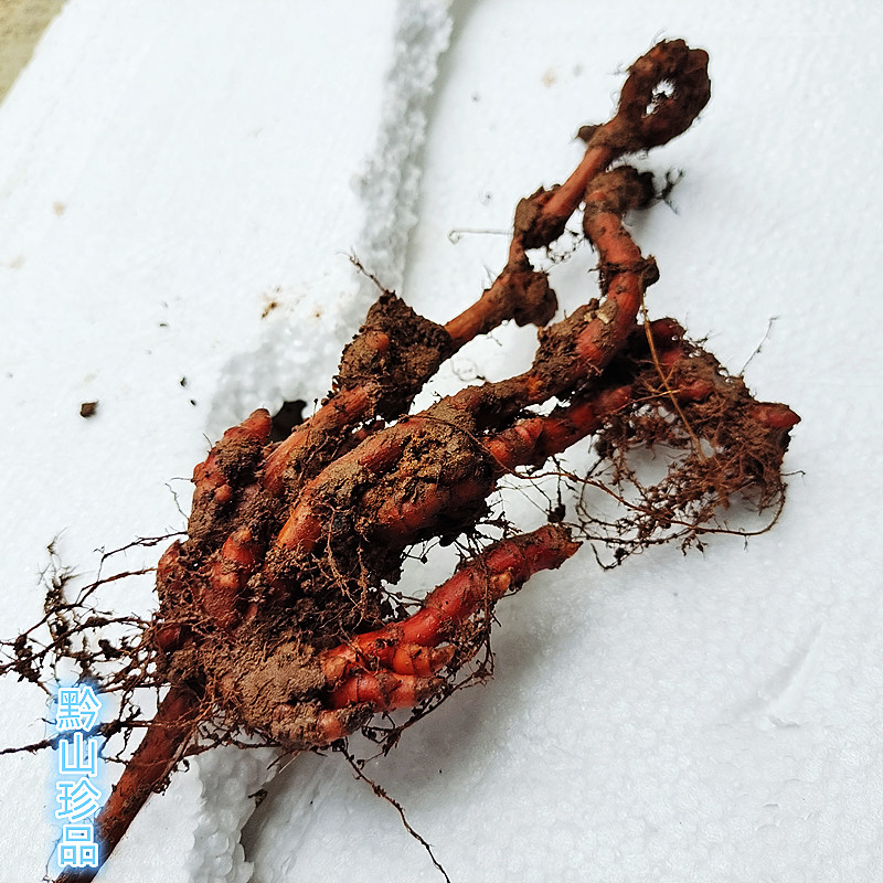 赤胫贵州草药散花蝴蝶蝴蝶花花脸荞散血连竭力其他药食同源食品