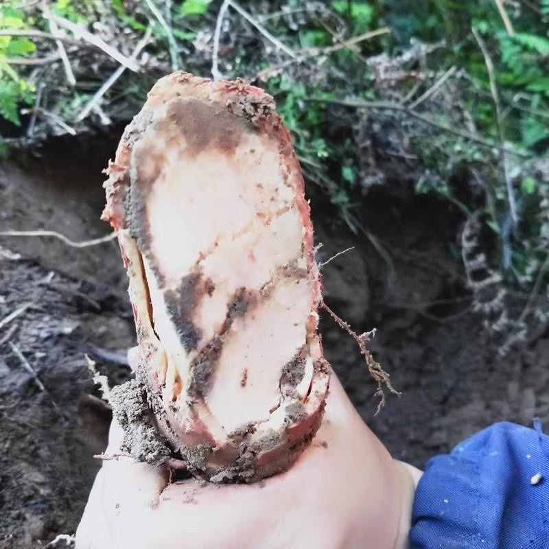 树根桃树贵州中药材新鲜桃子根毛毛桃山桃根现其他药食同源食品