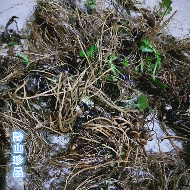 不正贵州深山现挖路边中药材水杨杨梅头晕新鲜其他药食同源食品