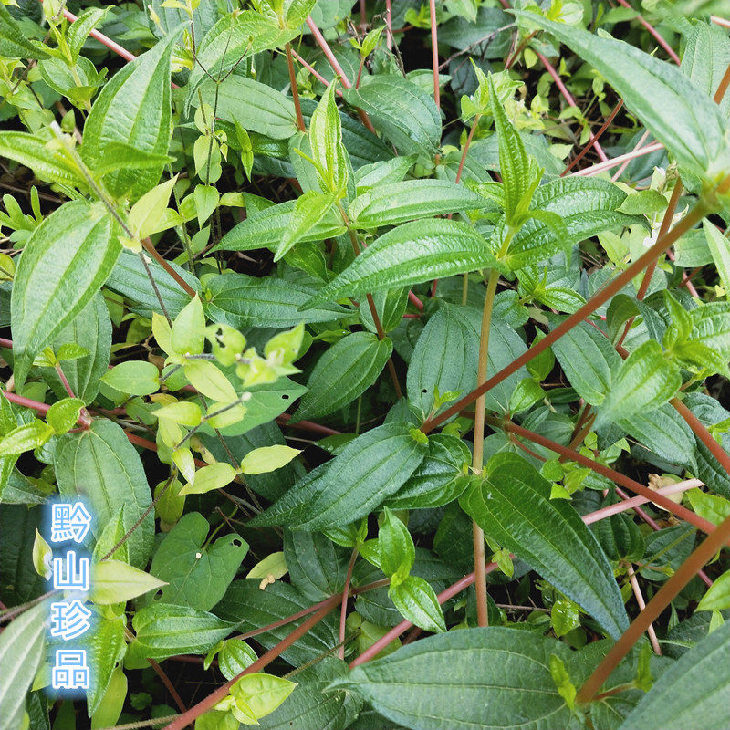 糯米天然深山新鲜菜根雾水葛捆仙绳玄麻根中草药其他药食同源食品