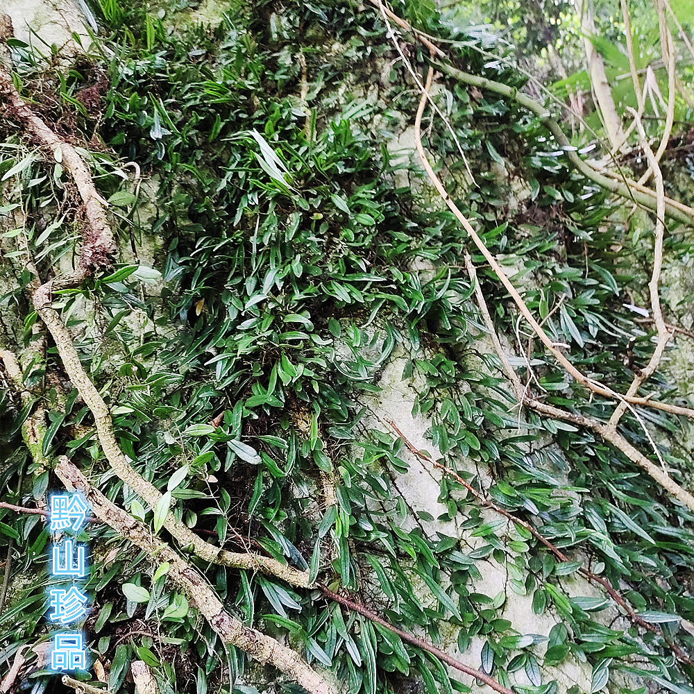 瓜子贵州草药深山抱石莲抱树莲金石金星菜瓜其他药食同源食品