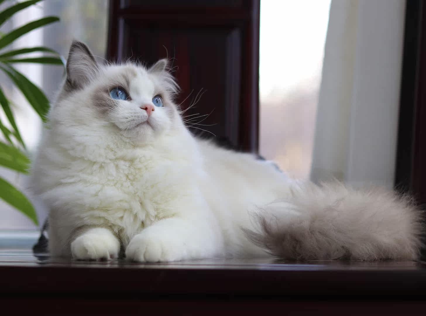 甜美性格好,双血统,保健康 - cfa正规一手繁育血统布偶猫舍