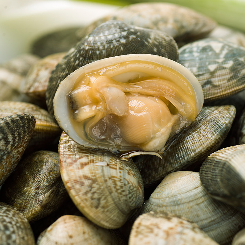 鲜活花蛤花甲海鲜500g扇贝