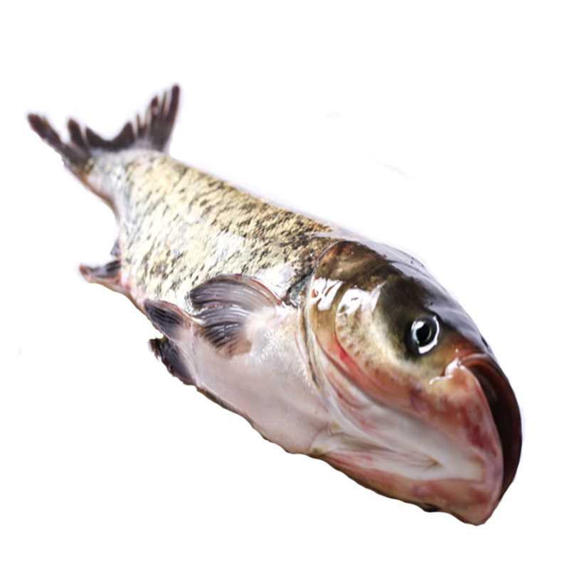 散装鲜活包头默认宰杀2200g淡水鱼类