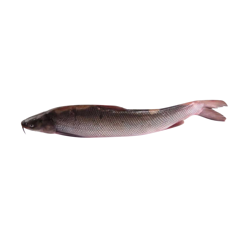 鲜活鳕鱼500600g鲽鱼