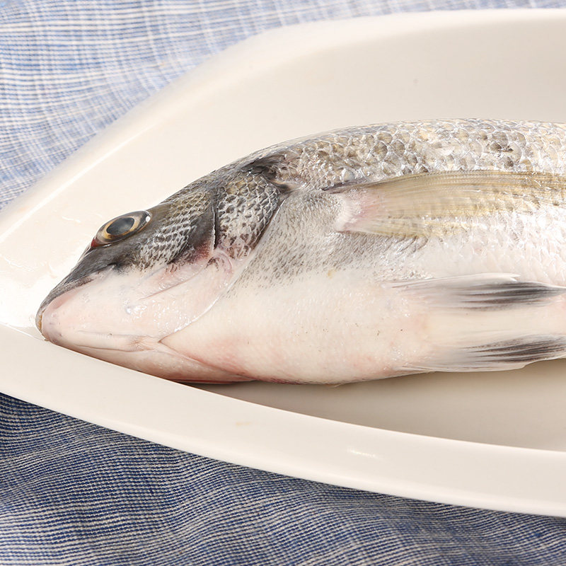 冰鲜黄金鲷鱼300400淡水鱼类