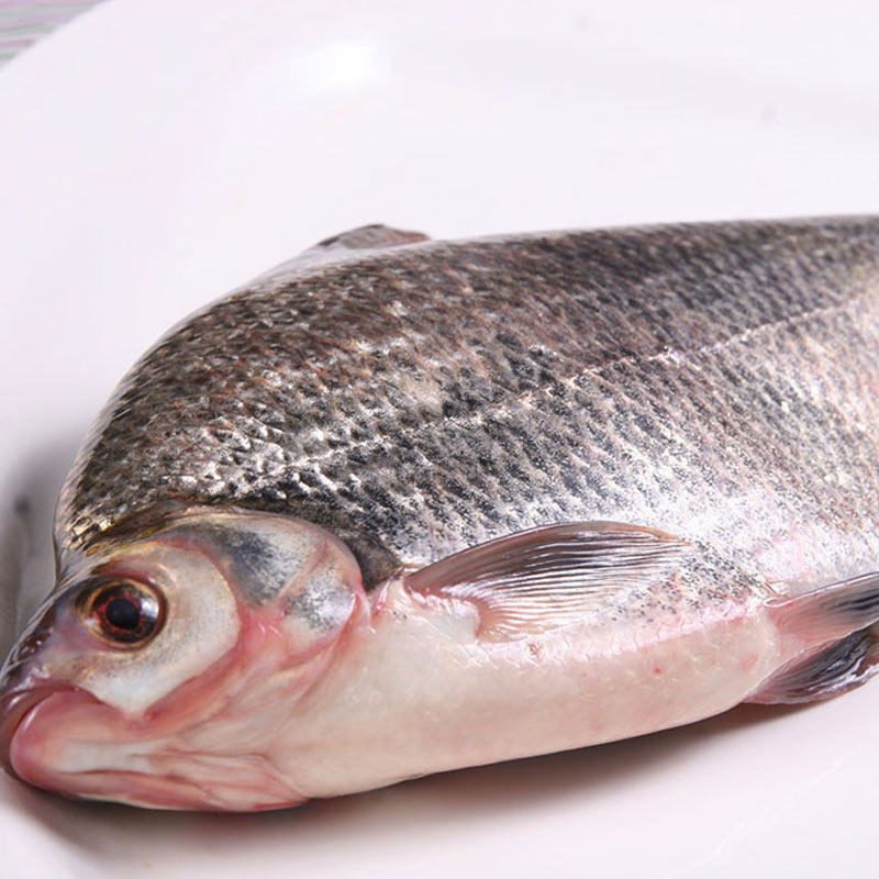 鳊鱼 称重 500-600g