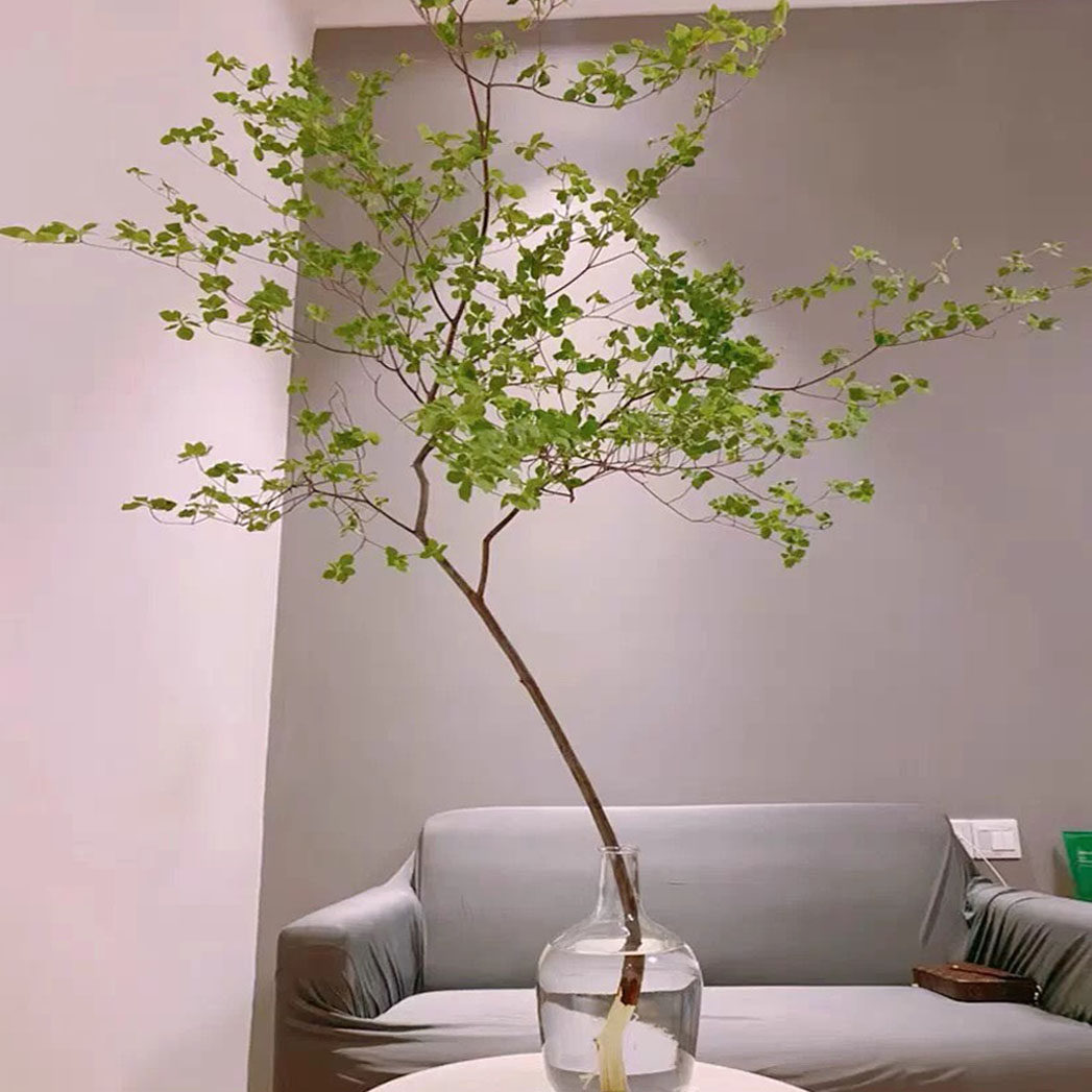 edelweiss日本进口吊钟鲜切枝条森系网红水养顺丰绿植