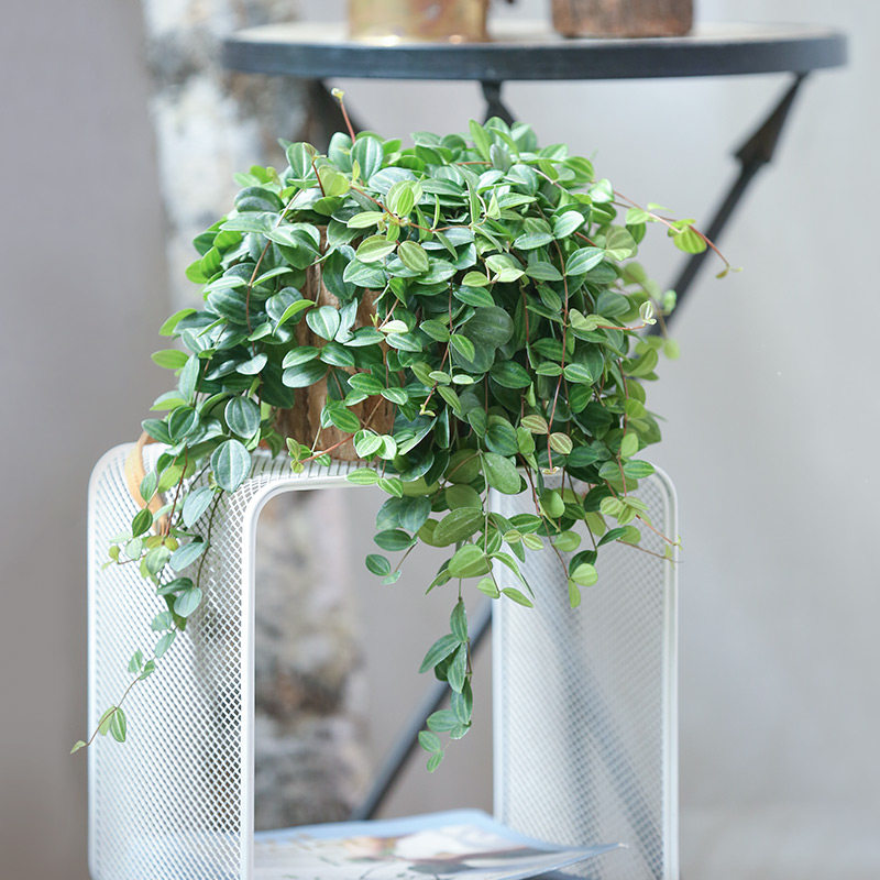 圆叶钻石翡翠豆瓣绿白脉椒草绿宝石室内吊兰桌面四季常青垂吊植物