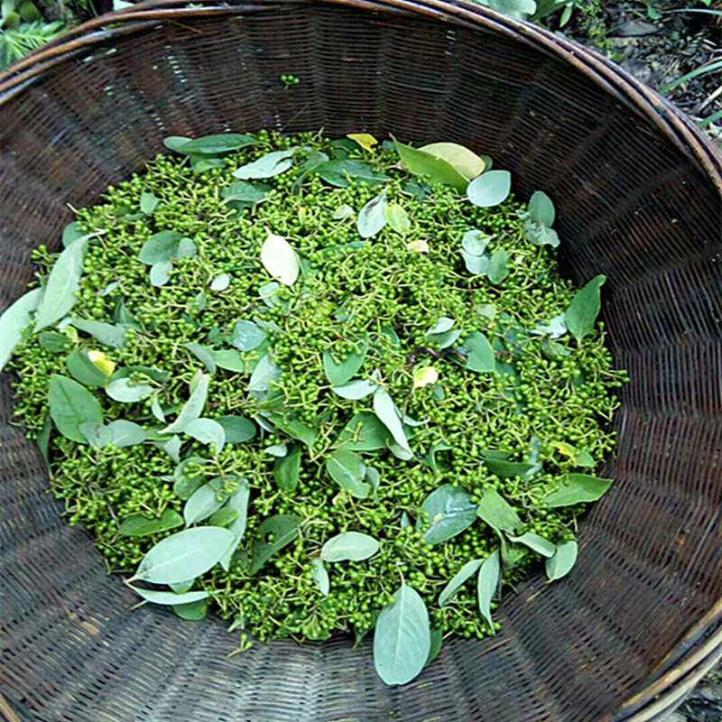 湖北长阳特产新鲜山胡椒 野生木姜子山苍子木桨子现做现卖450克