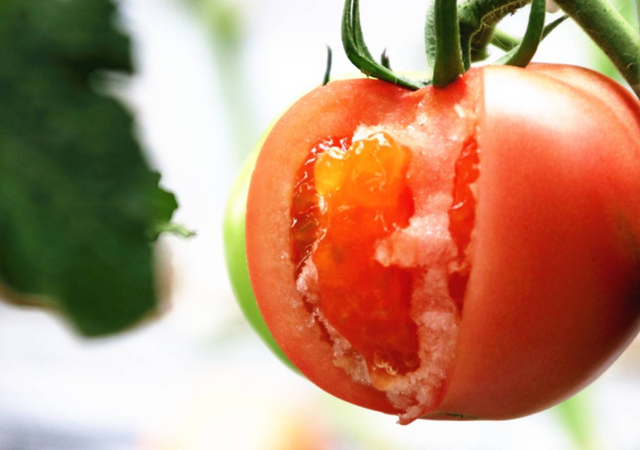 自然熟山东普罗旺斯水果西红柿番茄洋柿子4.5斤现摘现发包邮