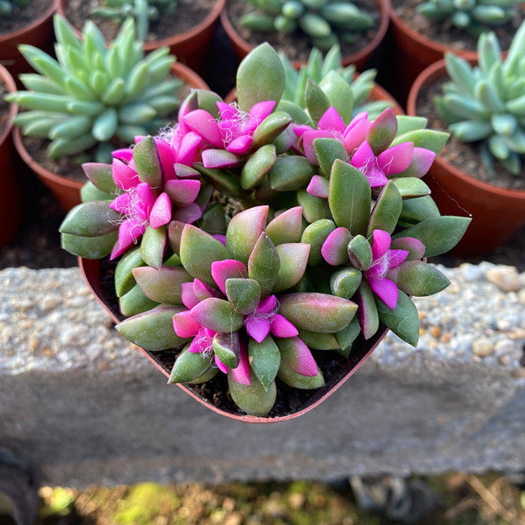 嘉奇园艺场吹雪之松办公室客厅防辐射净空空气萌嘟嘟多肉植物