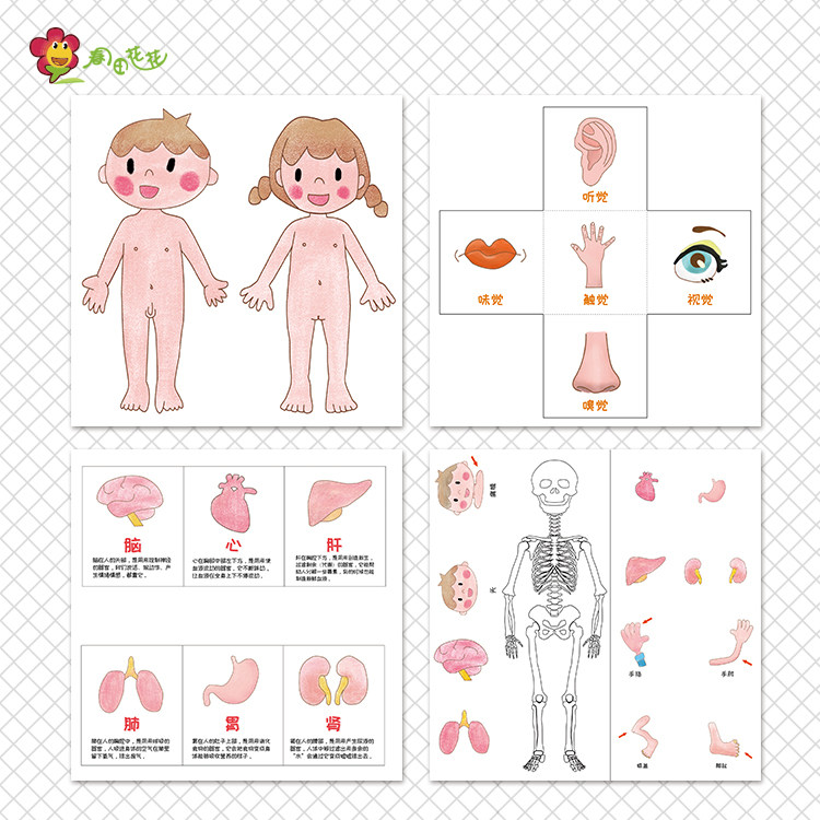 我的身体原来这么神奇!幼儿园大班主题环创挂图太有趣了