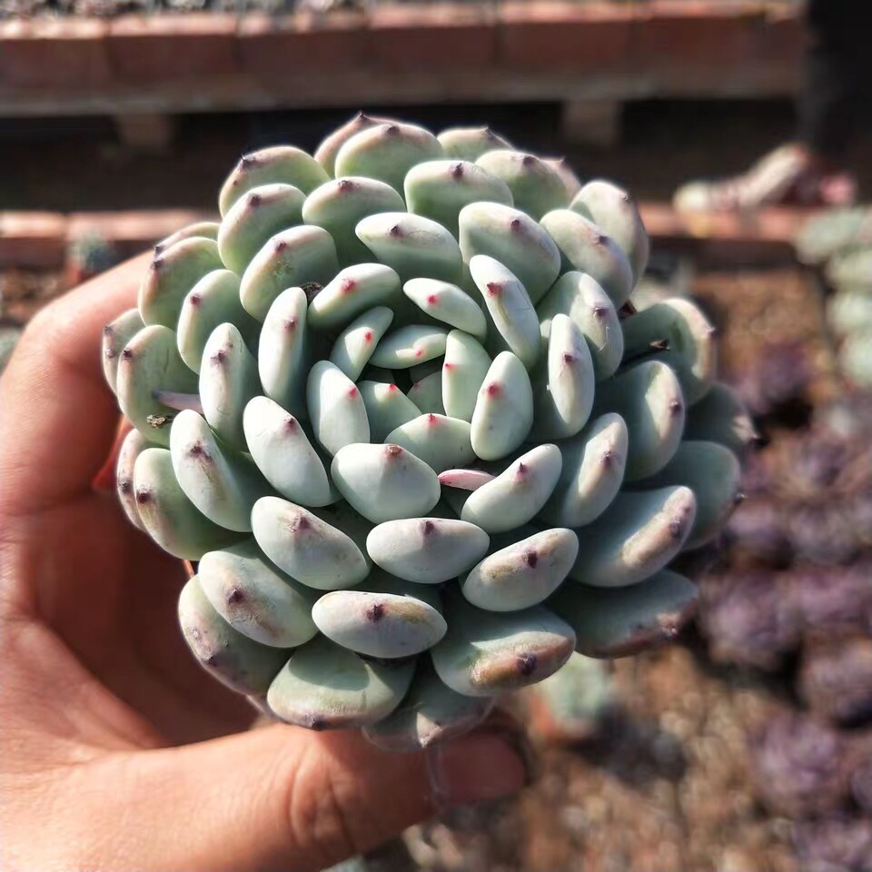 雪爪多肉植物比安特雪稀有品种室内客厅防辐射多肉植物