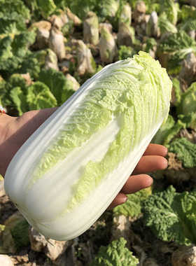 顺丰露天新鲜现摘娃娃菜霜冻小白菜
