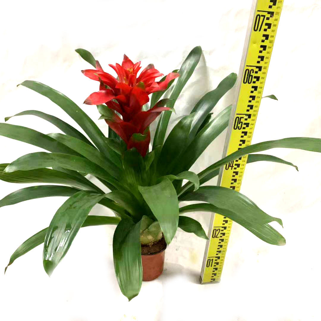 红星盆栽红黄星喜庆大植物室内客厅桌面喜庆时令草本花卉