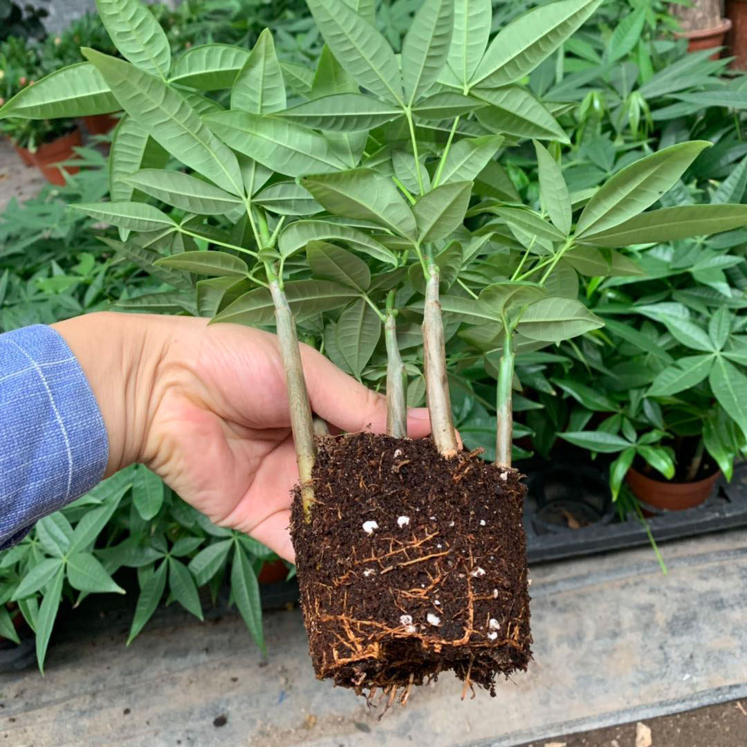 发财树甲醛常青四季叶四季种子客厅观办公室室内招财树绿植