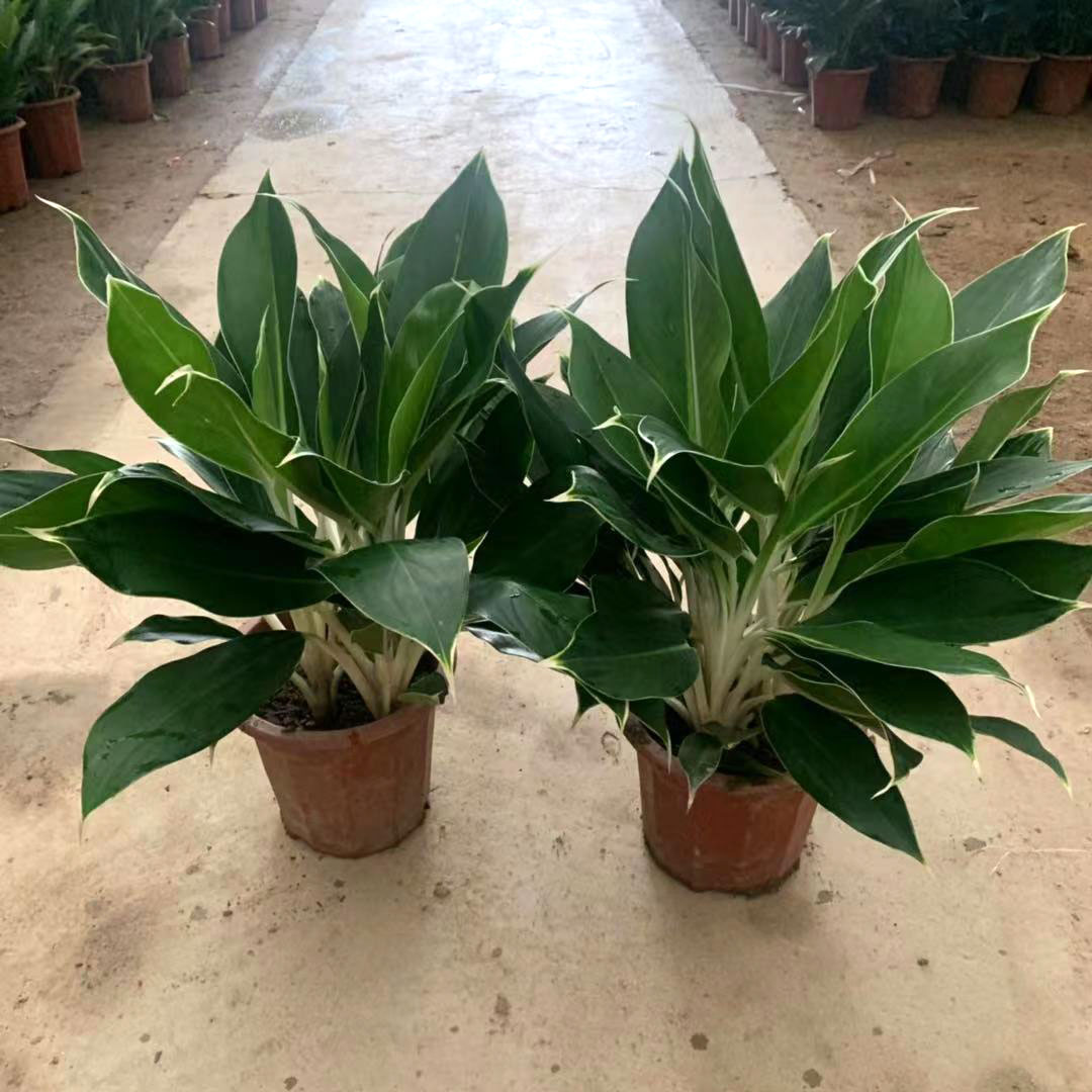 白马王子四季花卉叶花卉易养观常青甲醛中小型前台办公大型绿植