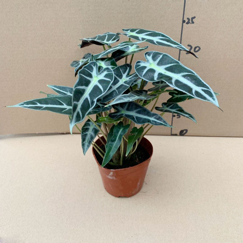 黑叶芋小仙女观音莲滴水观音吸甲醛办公家庭室内绿植花卉带盆栽好